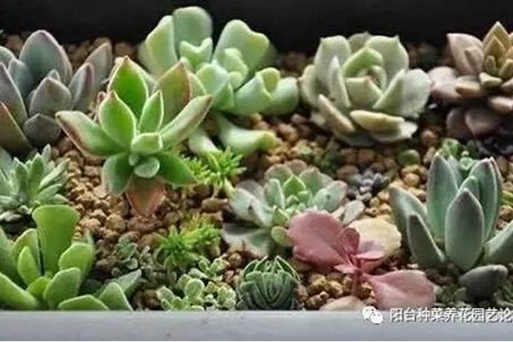 用花椒水泡多肉根能不能杀菌？