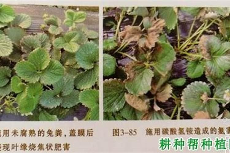 草莓肥害补救措施,草莓肥害的典型症状