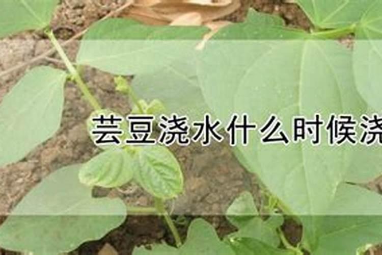 芸豆施什么肥长得最好