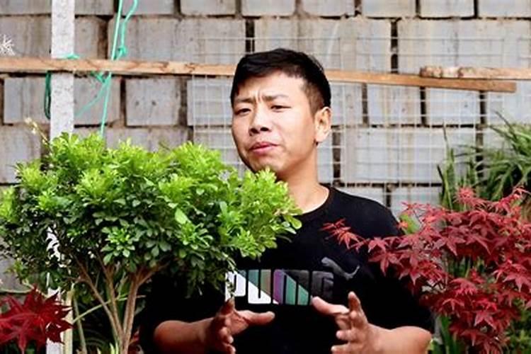 米兰花花期怎么施肥