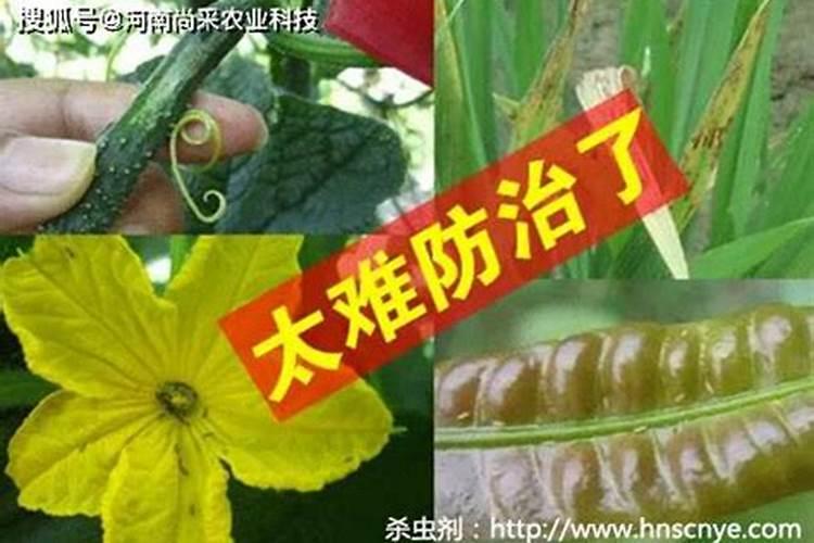 茶叶打什么农药好