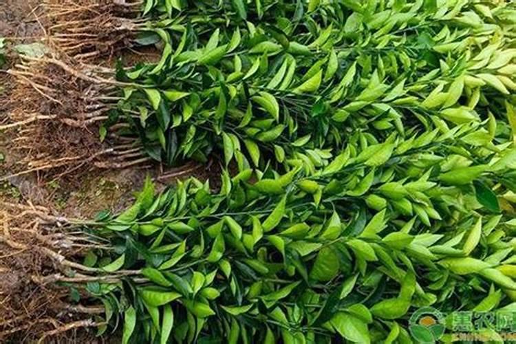 桔子树多久施一次肥 需要施什么肥料