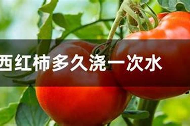 西红柿多久施一次肥