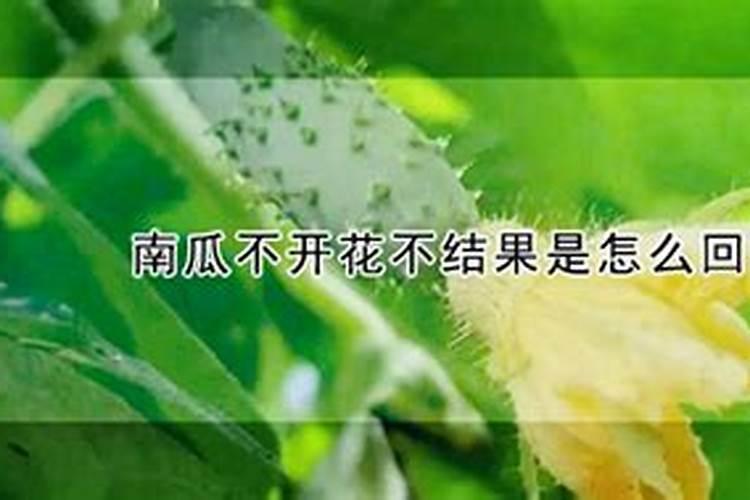 南瓜磷肥过多有什么危害