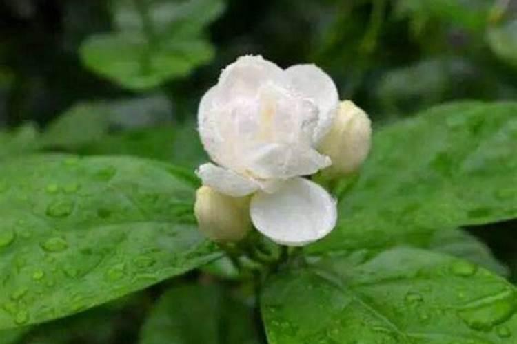 茉莉花四季怎么施肥