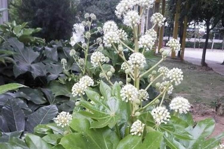 八角什么时候开花