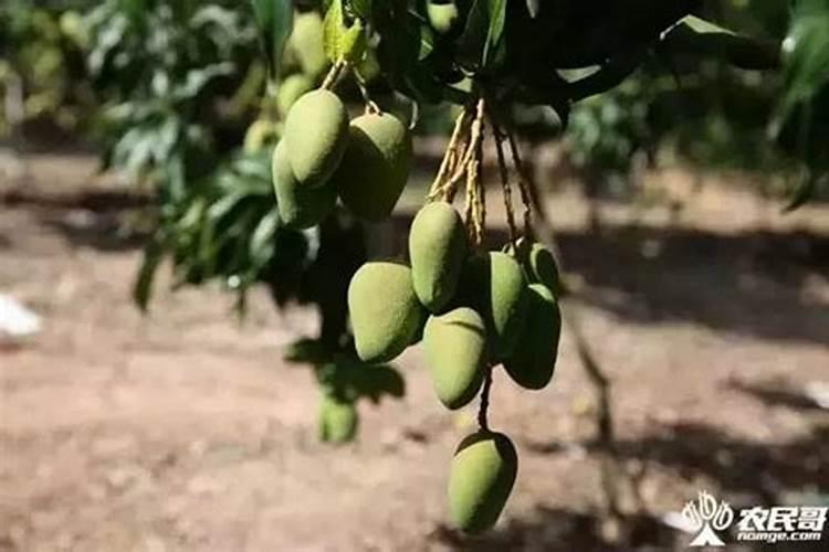 提高芒果树产量的追肥技巧有哪些 芒果养殖技巧