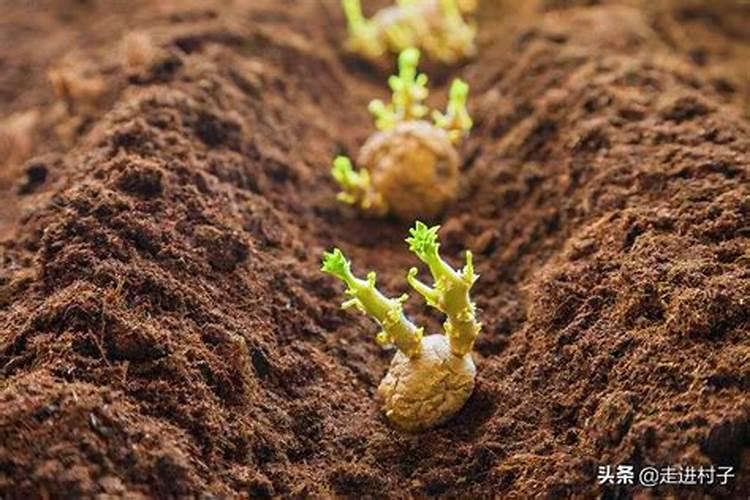 种土豆每亩用多少肥料最好
