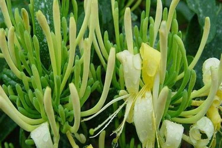 金银花开花前十天还能喷雾硼肥叶面肥吗？
