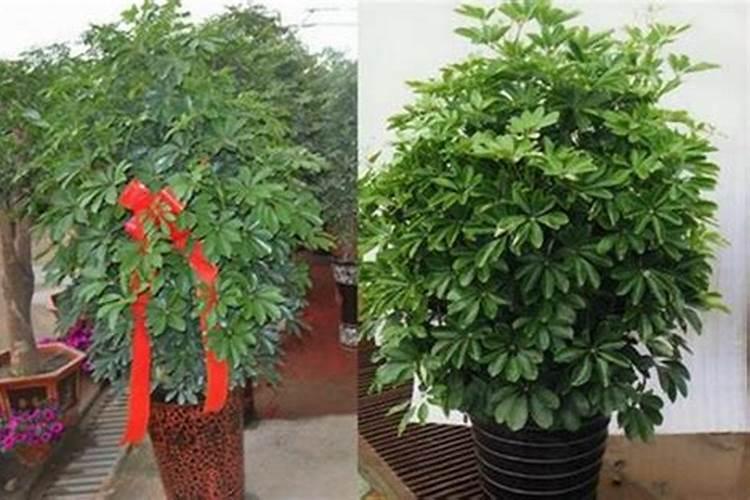 八方来财鸭脚木的养殖方法和注意事项