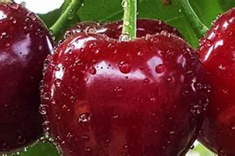 樱桃开花可施什么肥料