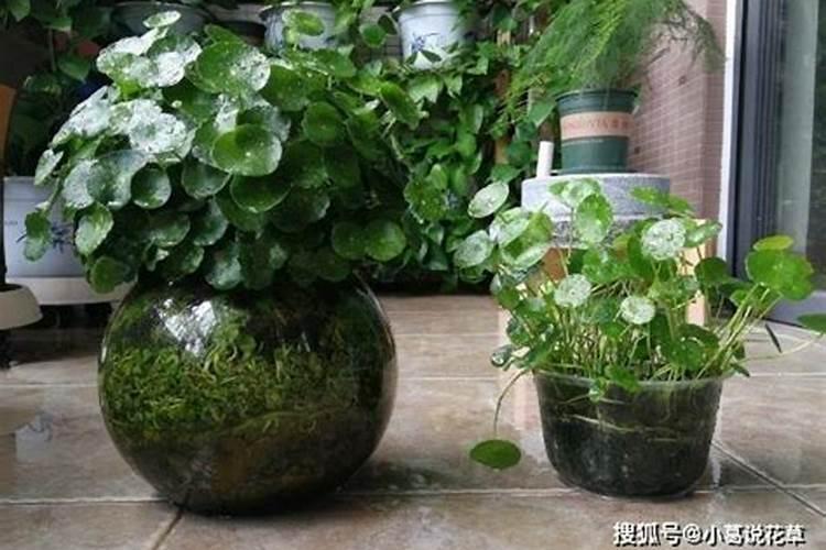 铜钱草浇什么肥最好