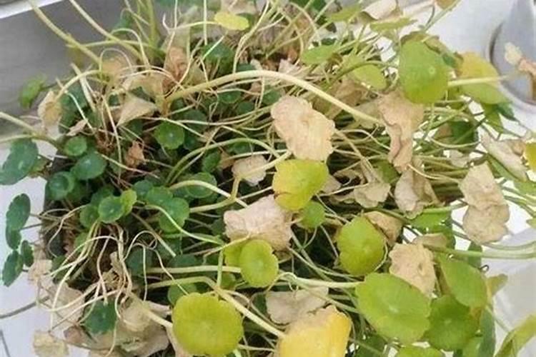 铜钱草要施什么肥