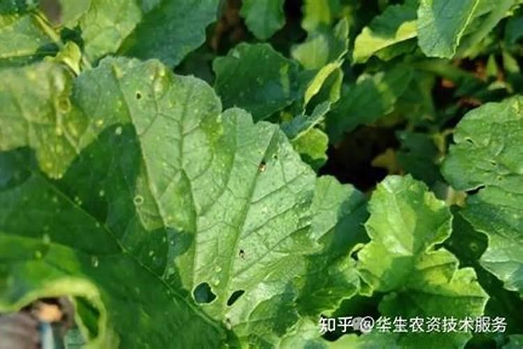 白菜用什么肥料长得快