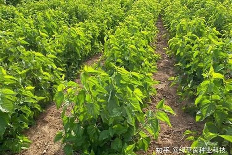 桑树用什么肥料最好