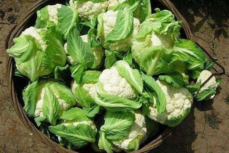 河南花菜什么时候种最合适？