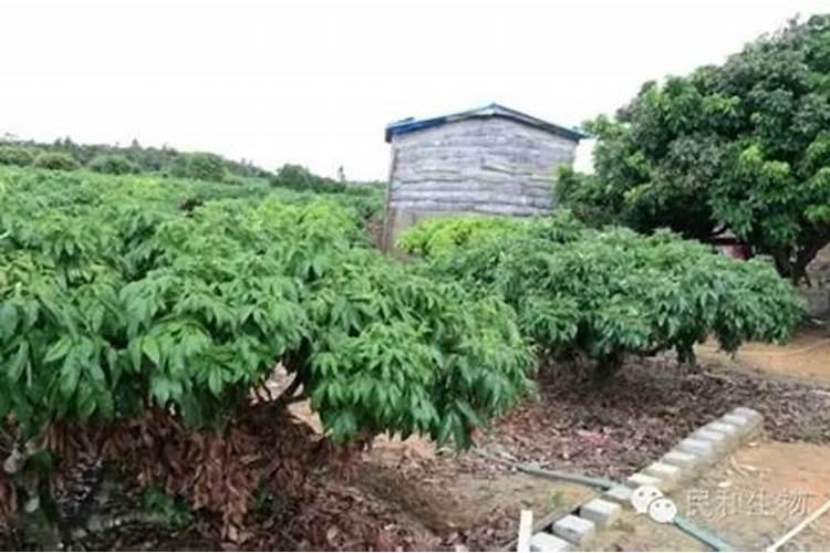 钾肥喷桂味荔枝有什麽作用与功效
