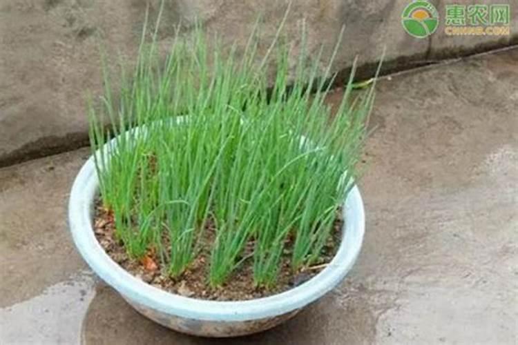 大葱叶面喷什么肥料好 用什么肥料长的快