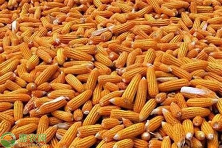 玉米专用肥哪个品牌好
