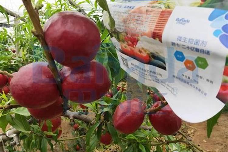 桃树结果需要什么肥料