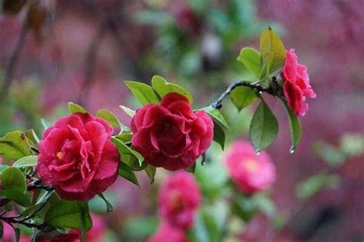 茶花浇什么肥最好