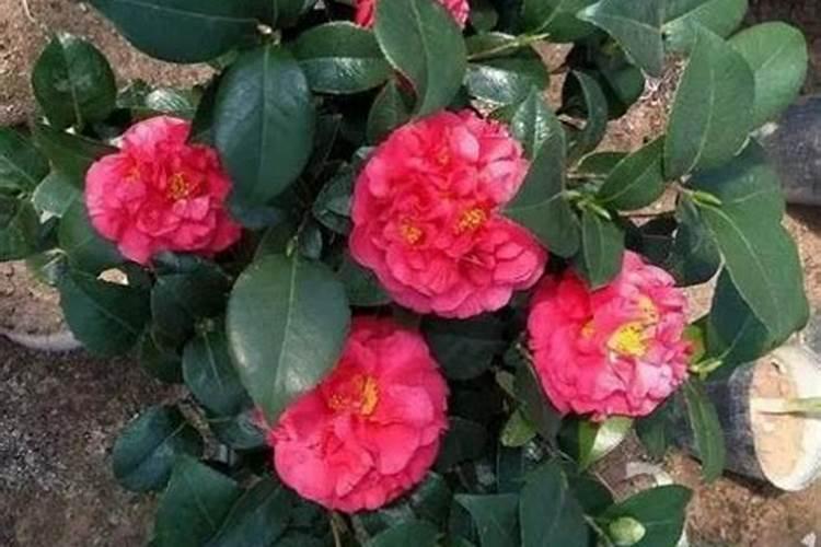 茶花快开花了要施肥吗要施什么肥