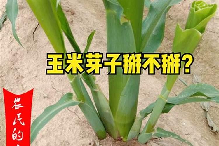 玉米用什么肥料好