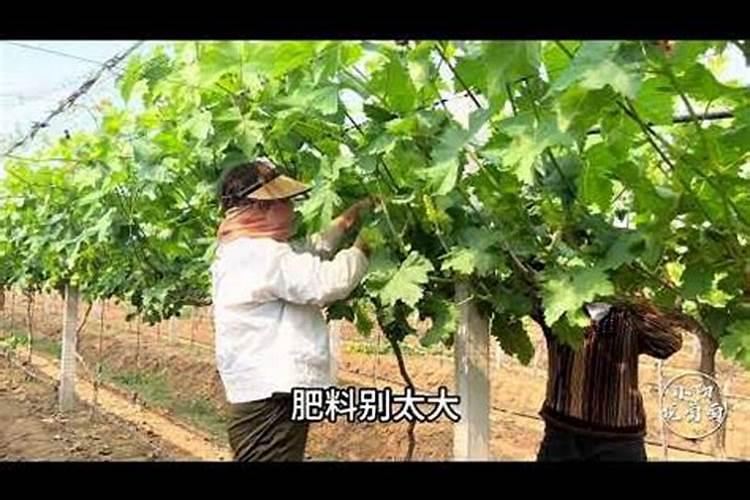 葡萄科学补钙提高果实品质,如何科学补钙？