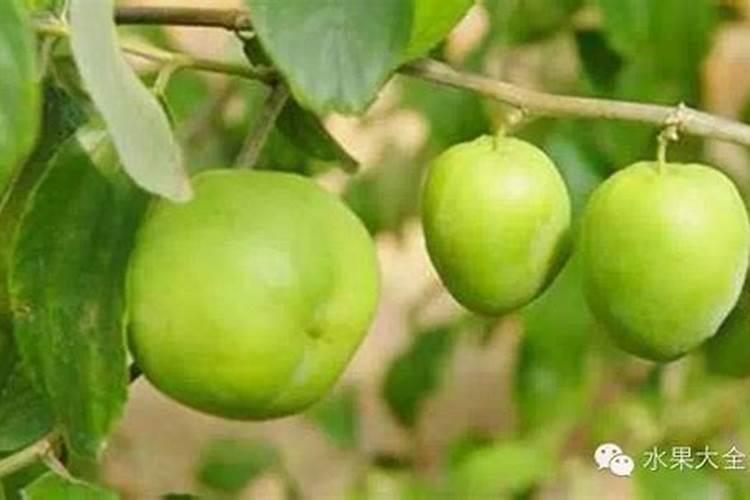 枣树用什么肥料又大又甜