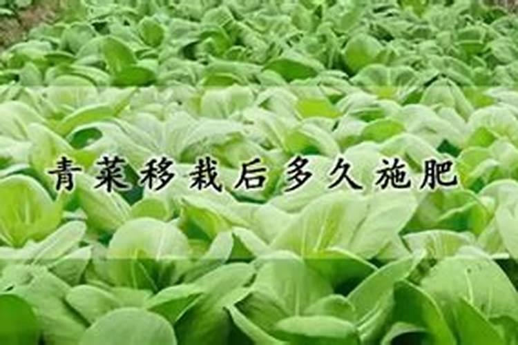 小青菜刚出苗几天怎么施肥