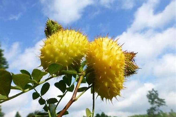 带刺的梨树是什么品种