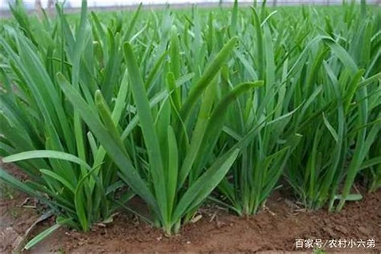 大棚韭菜叶面肥白醋