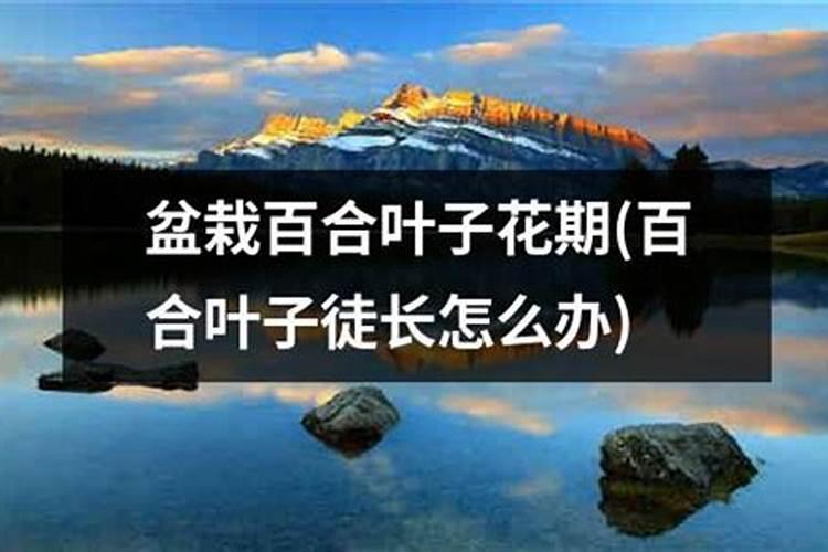 百合花怎么施肥,这样施肥长势超好!