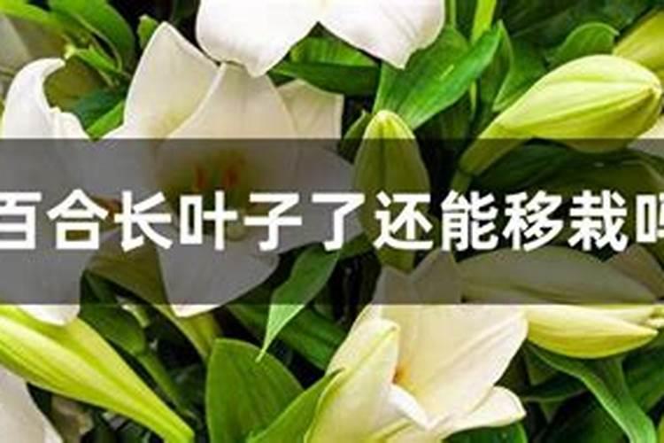 百合只长叶子不长花苞