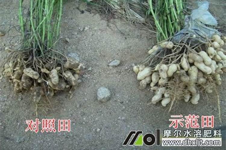 如何判断冲施肥的优质？
