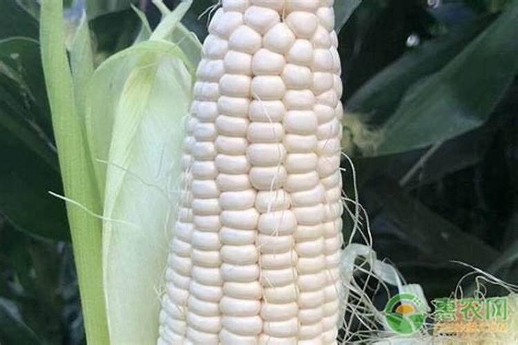 糯玉米种植技术技巧 玉米生长需要注意什么