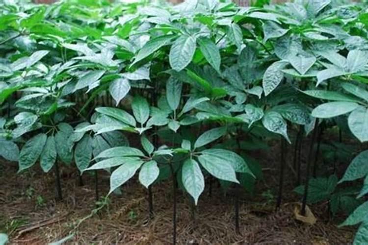 三七盆栽怎么种 三七盆栽种植方法