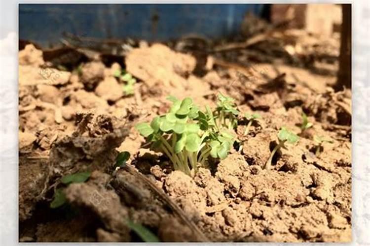 小青菜种植方法和时间