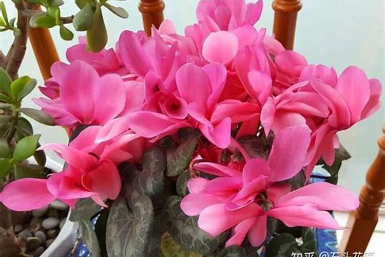 兰草移栽多久才能浇水 兰草移栽后需要等待多久才能浇水