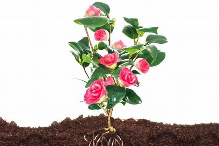 牡丹花施什么肥料最好(详解牡丹花的栽培和养殖技术)