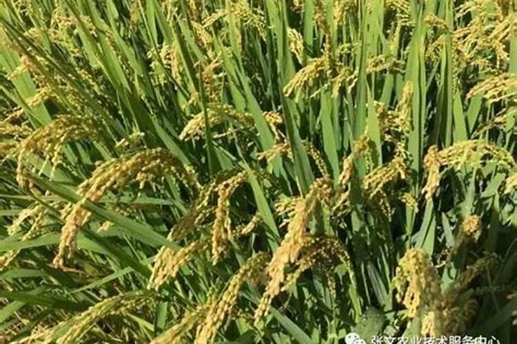 缘罗花是什么类花,如何养植？