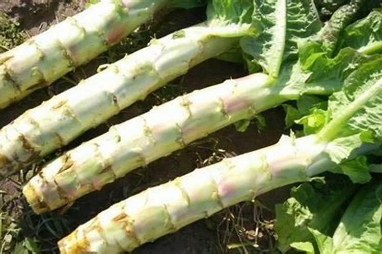 硝硫基复合肥的特点和作用(硝硫基复合肥适合的农作物)