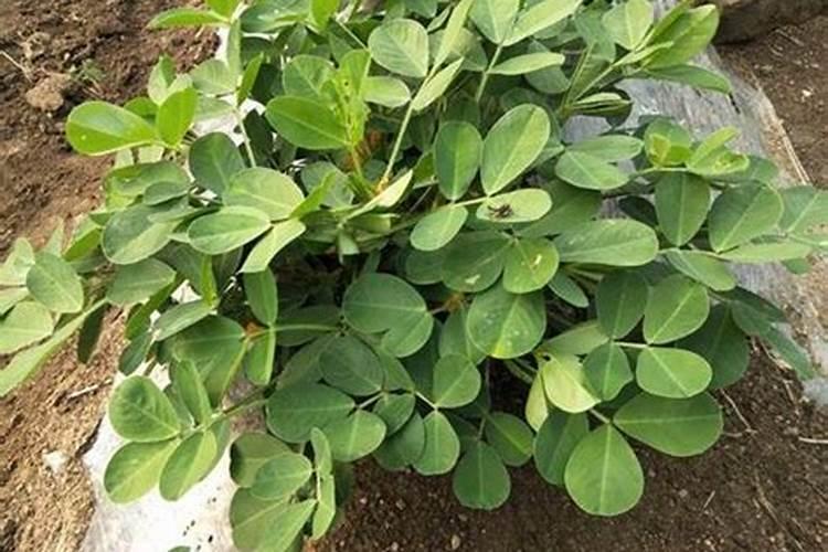 花生幼苗可以喷叶面肥吗 使用什么肥料好