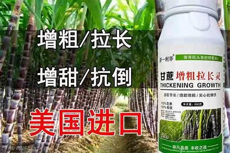 甘蔗叶面肥什么时候用最好