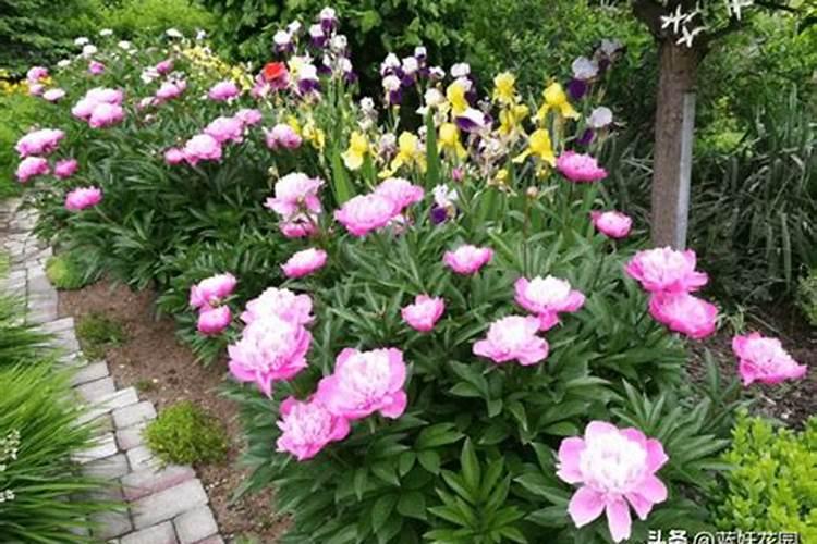 怎么样能够让芍药多开点花 施肥方法有什么