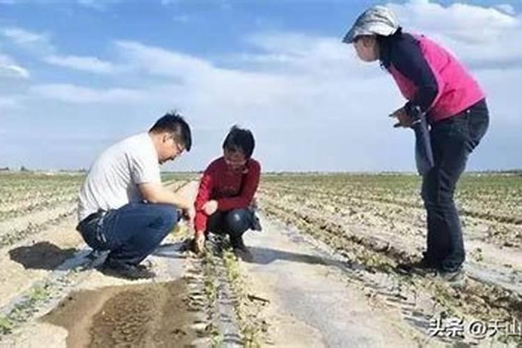 芸苔素内酯什么时候用最好
