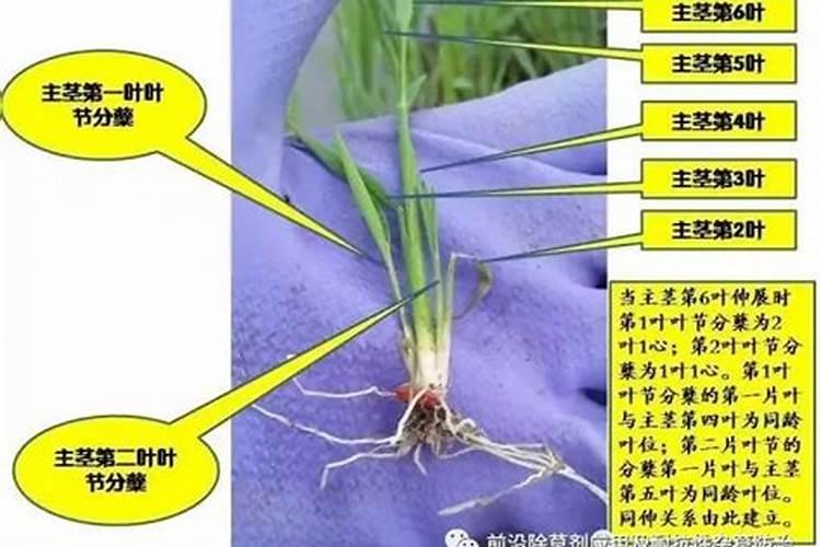 双草醚施药时间,使用方法,双草醚药害怎么办