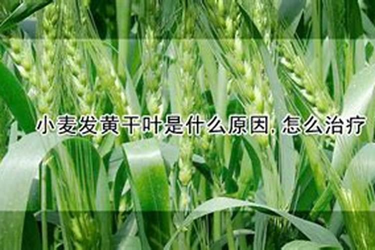 小麦生长中后期上层叶片干黄尖为什么？