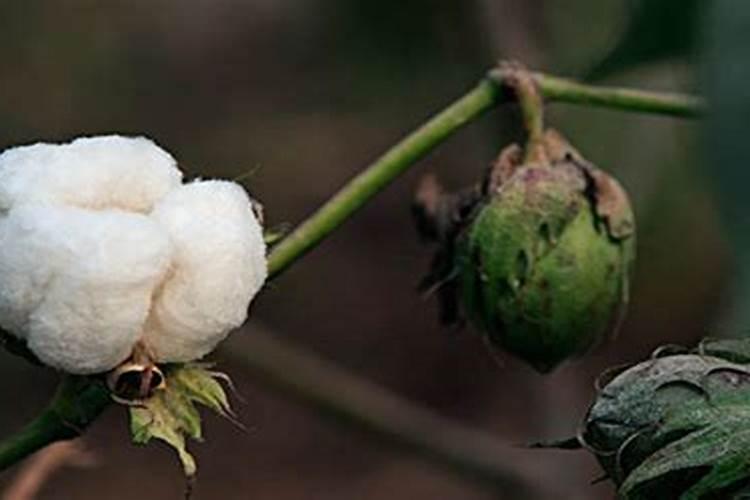 棉花施钾肥最佳时间 使用方法及注意事项