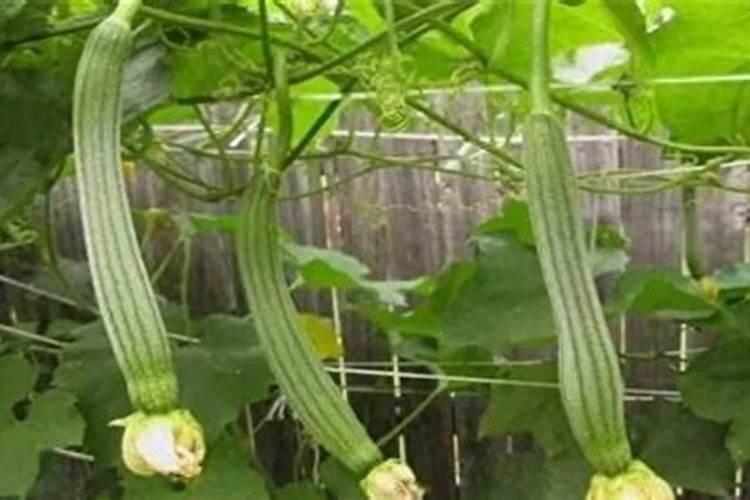 棉花施钾肥最佳时间